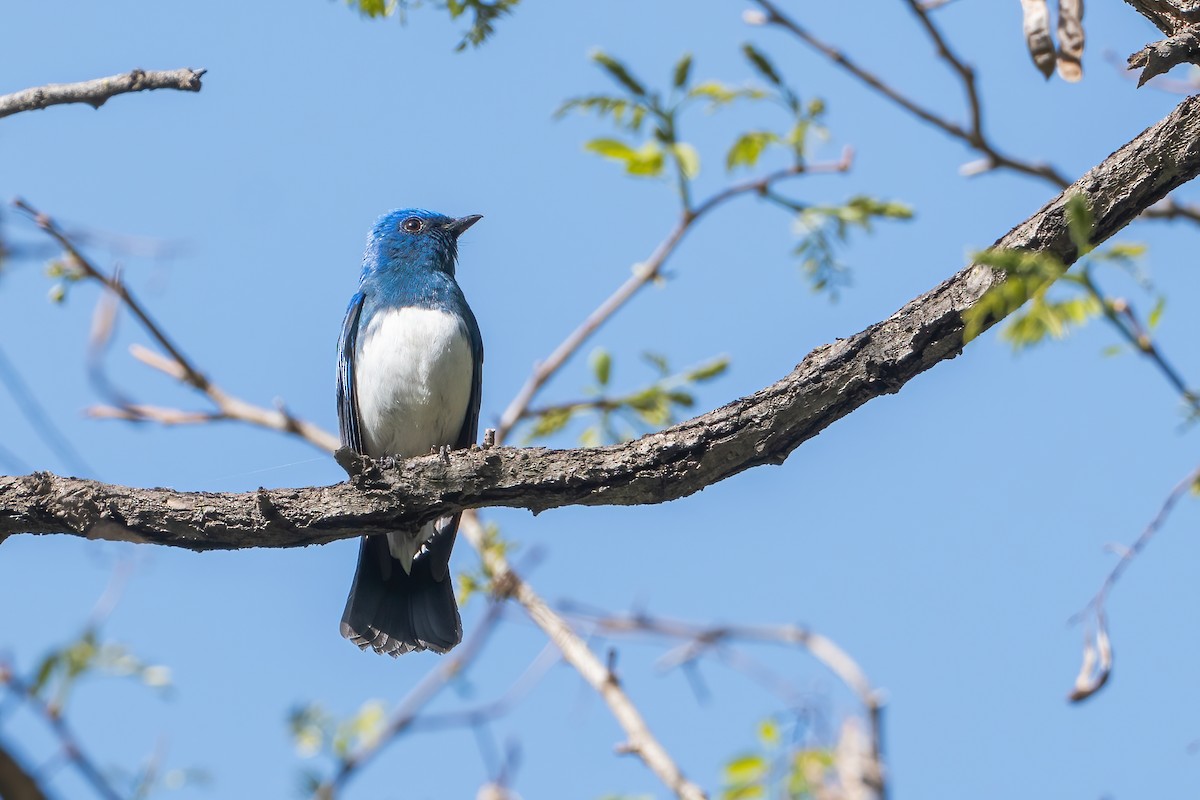 Zappey's Flycatcher - ML637261392