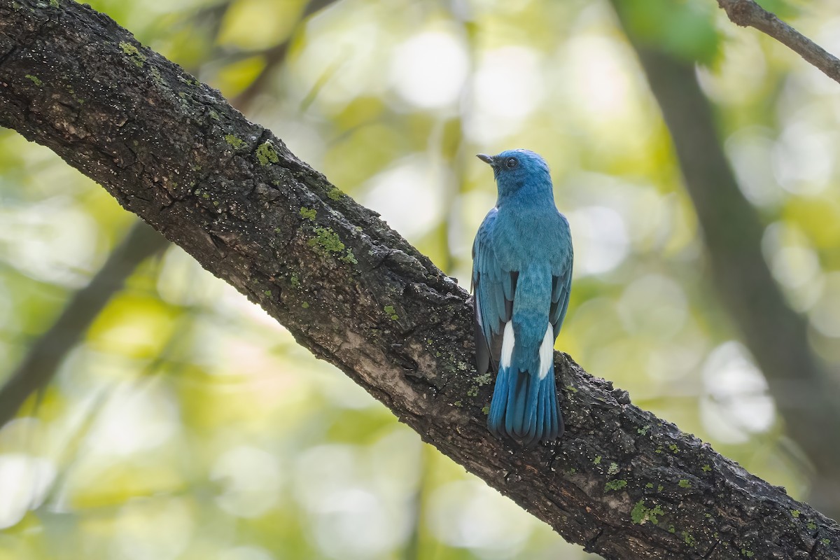 Zappey's Flycatcher - ML637261394