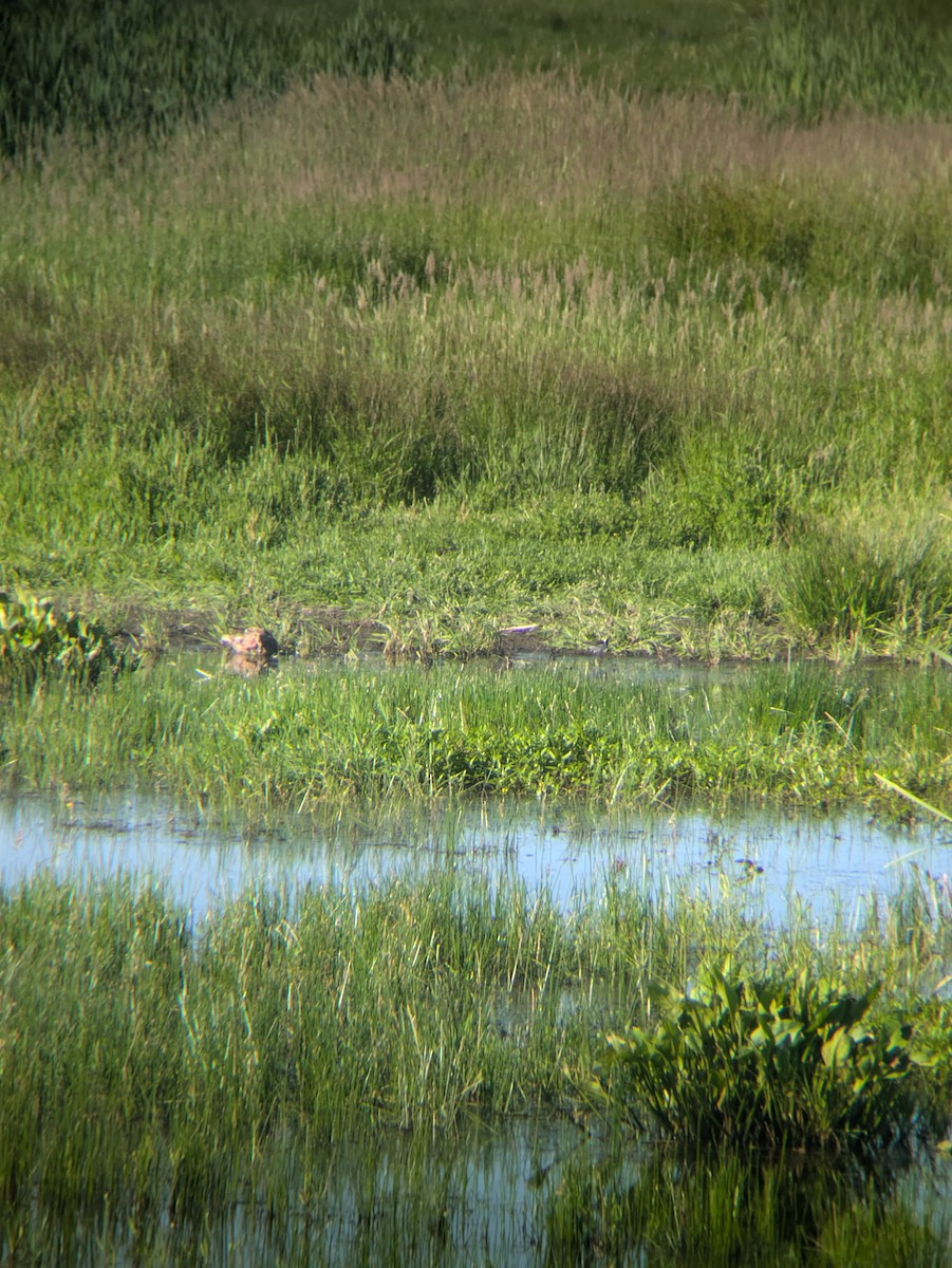 Wilson's Phalarope - ML637261398