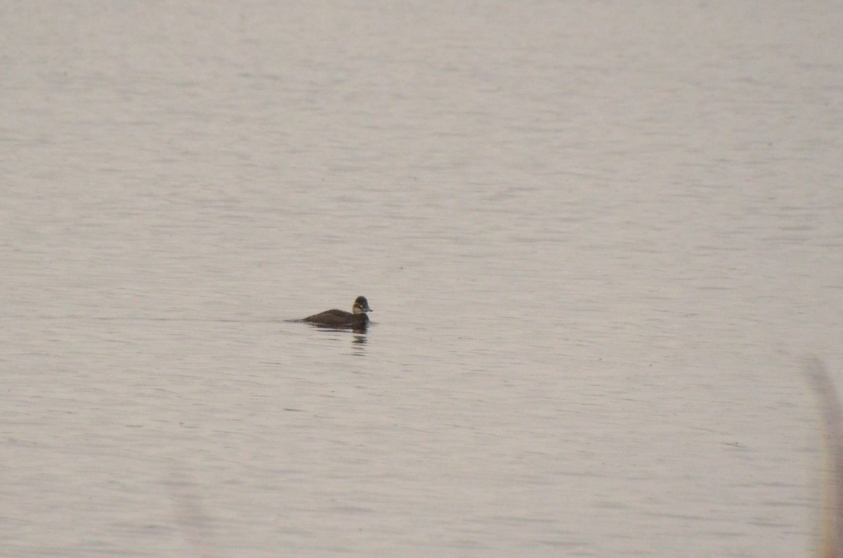 Maccoa Duck - ML637261420