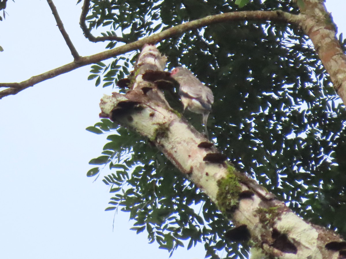 Black-tailed Tityra - ML637261425