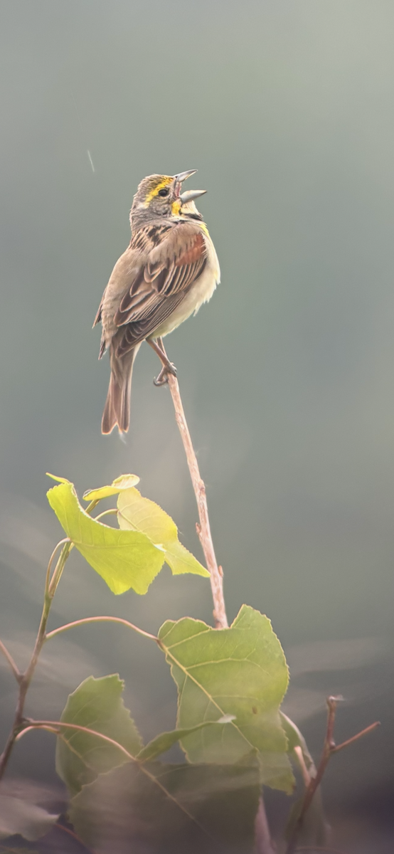 Dickcissel - ML637261457