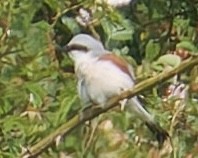 passerine sp. - ML637261466