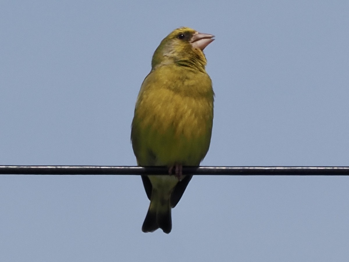 European Greenfinch - ML637261488