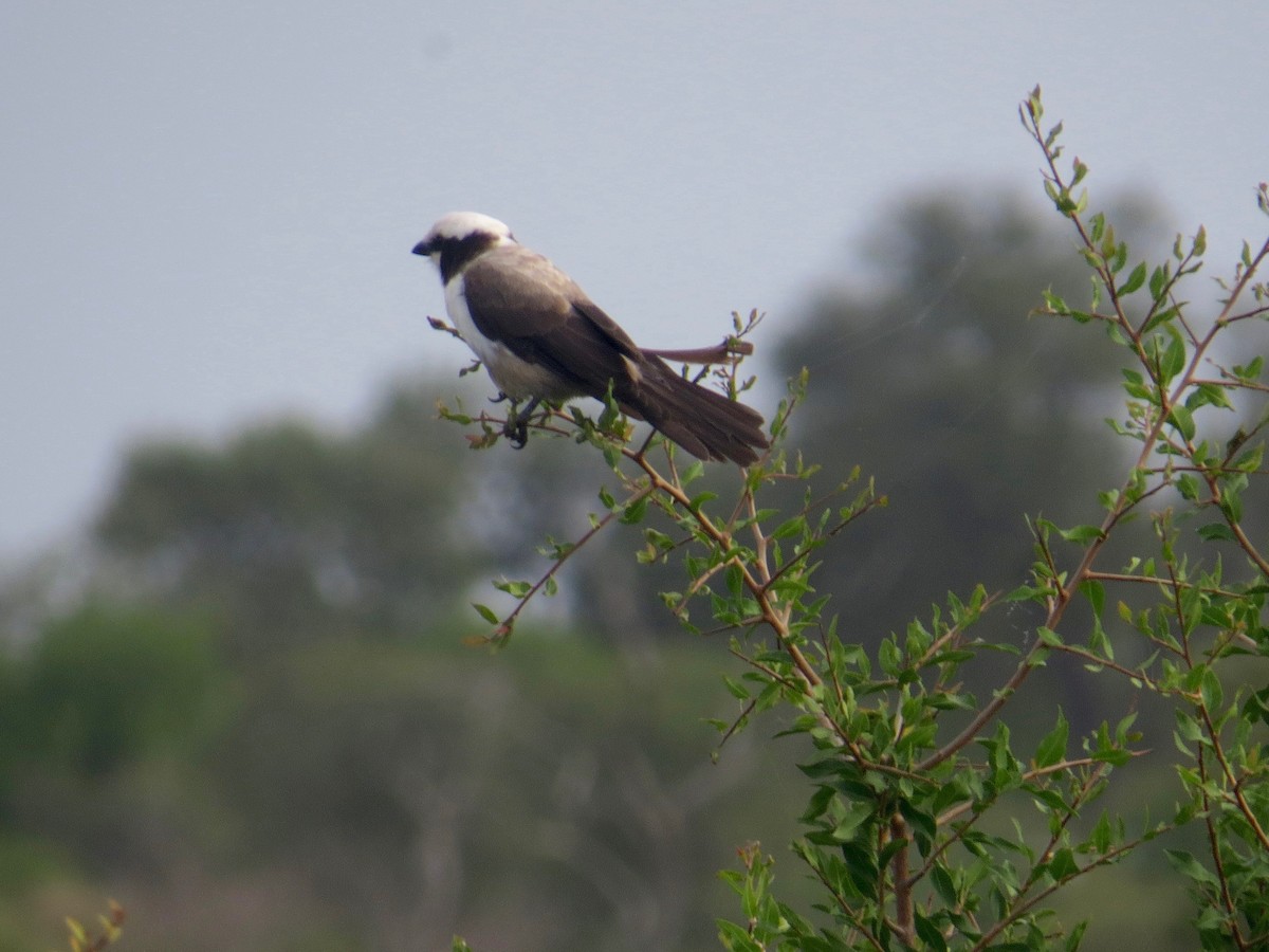White-crowned Shrike - ML637261503