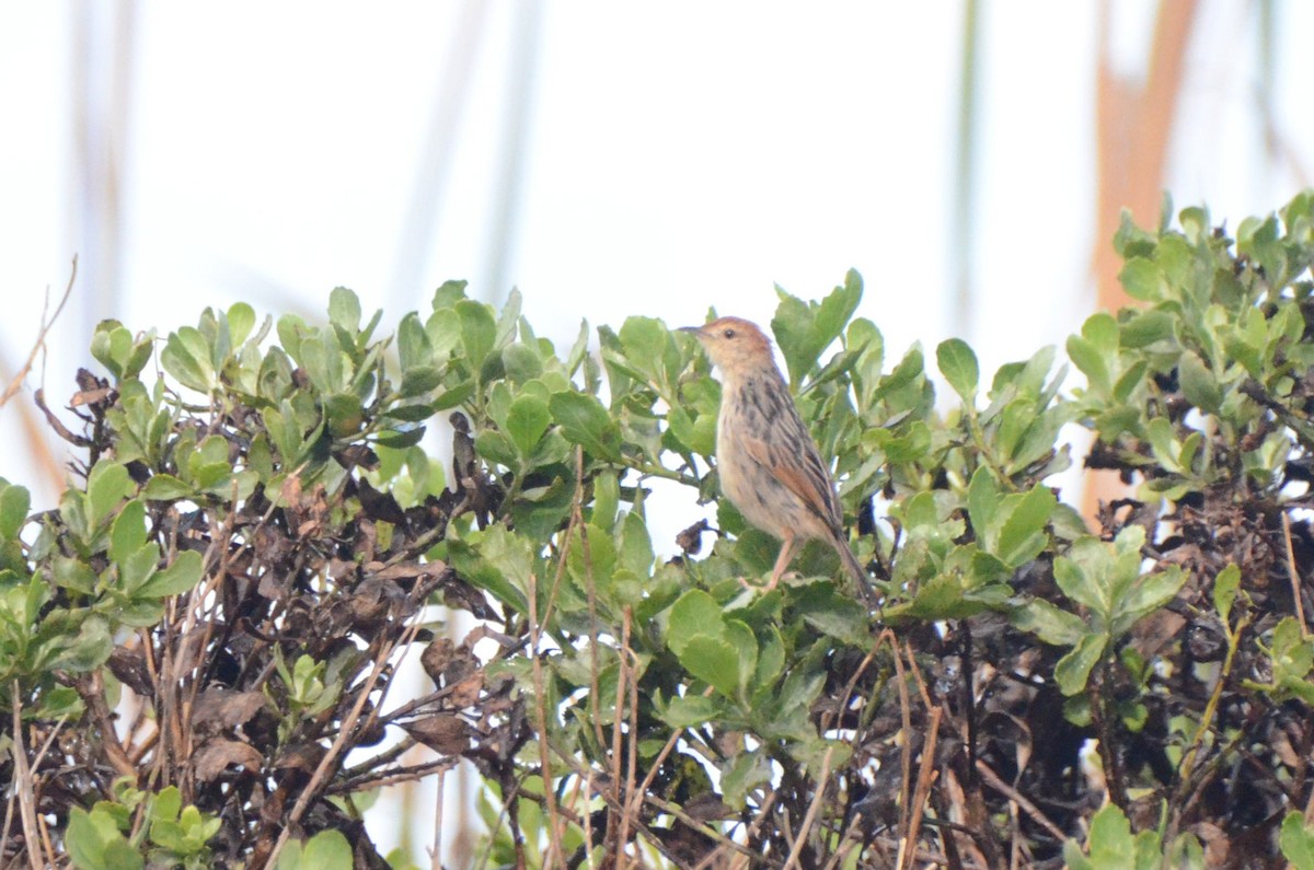 Levaillant's Cisticola - ML637261505