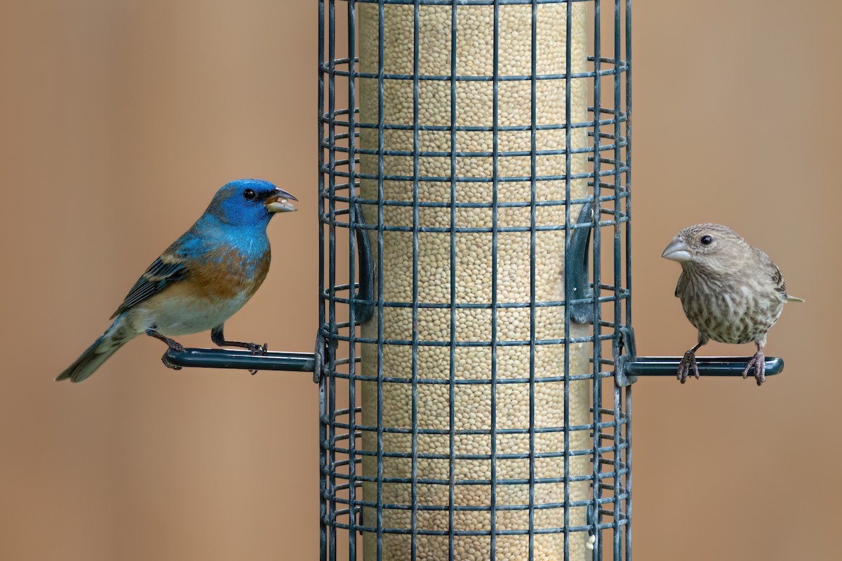 Lazuli Bunting - ML637261514