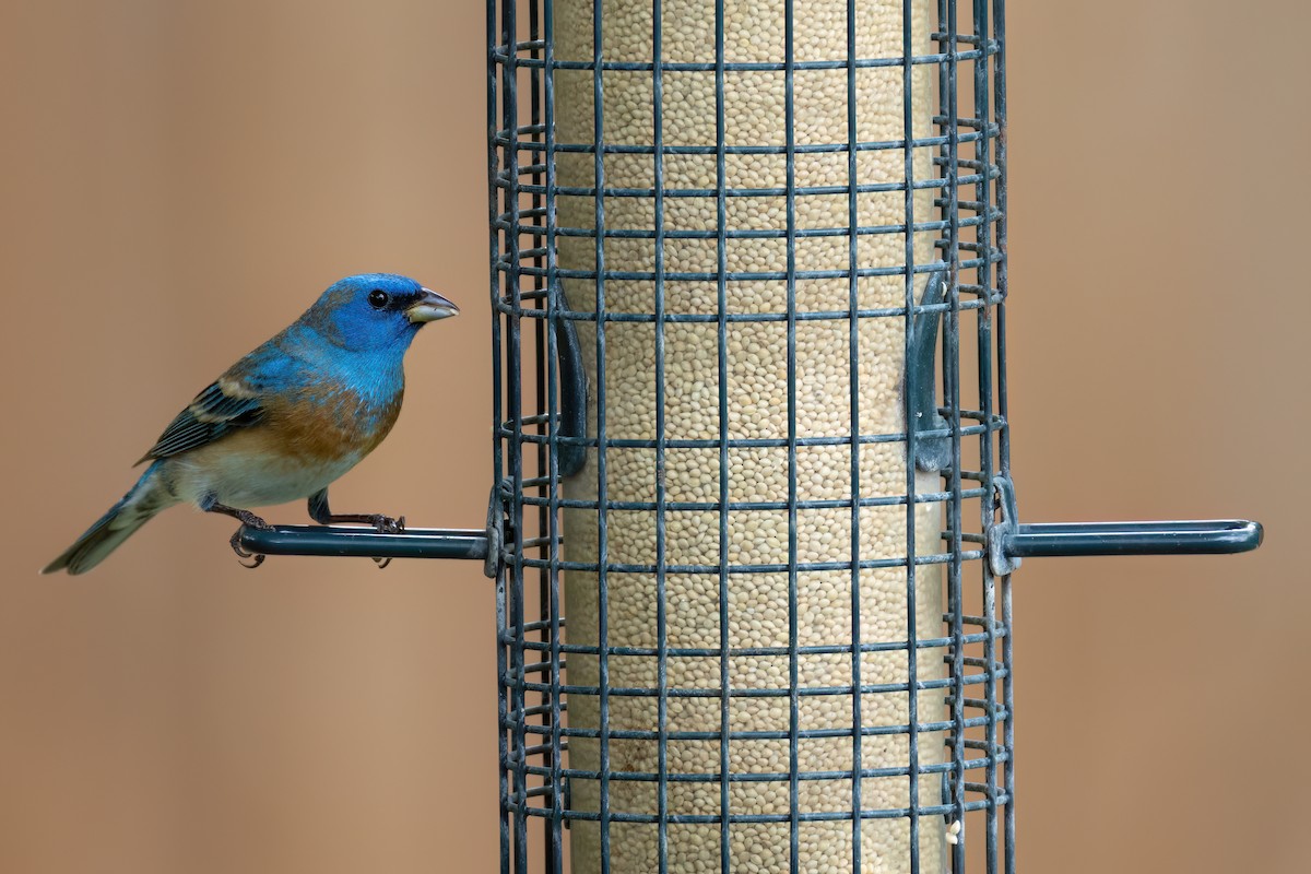 Lazuli Bunting - ML637261515