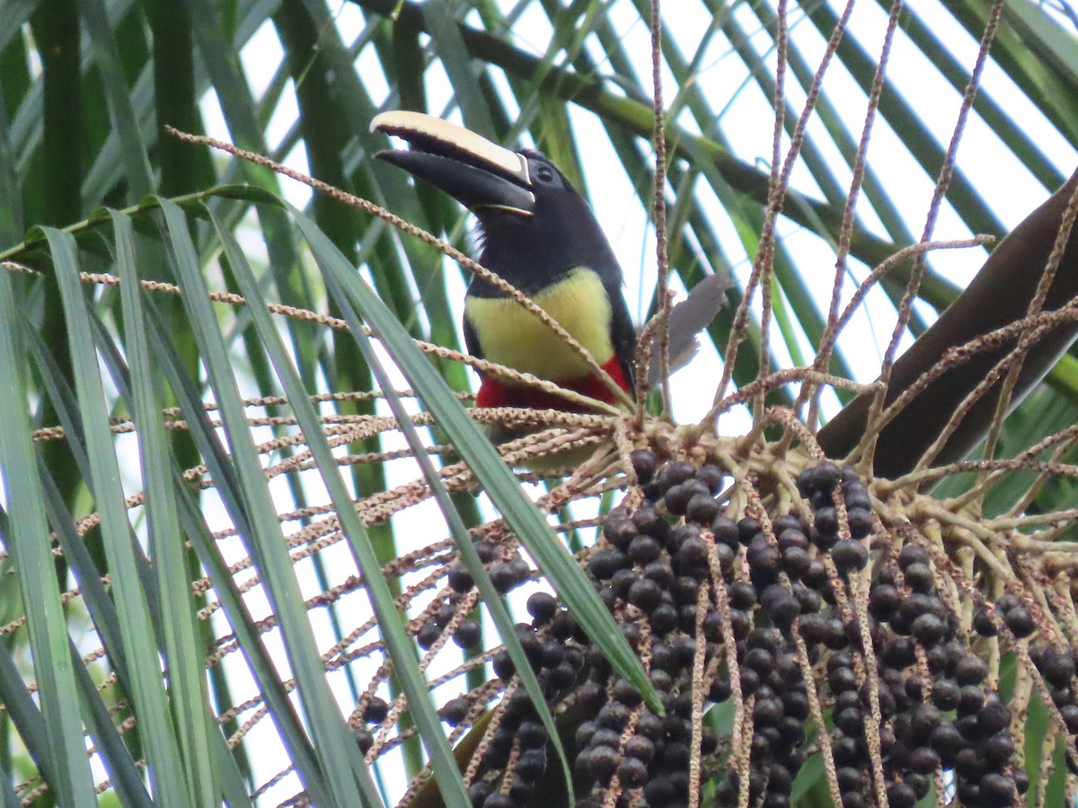 Black-necked Aracari - ML637261589