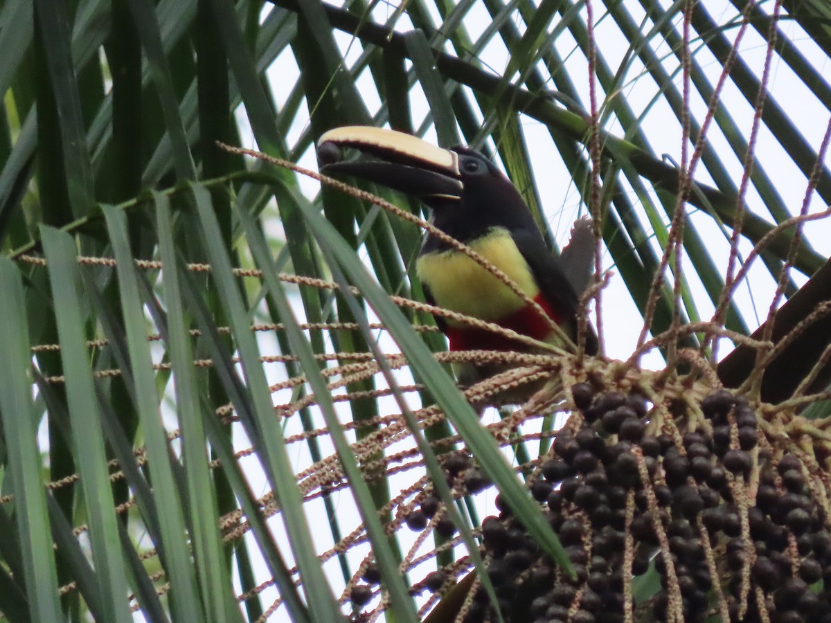Black-necked Aracari - ML637261590