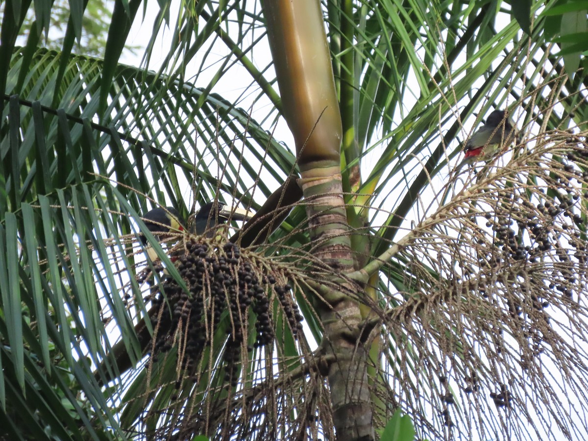 Black-necked Aracari - ML637261594
