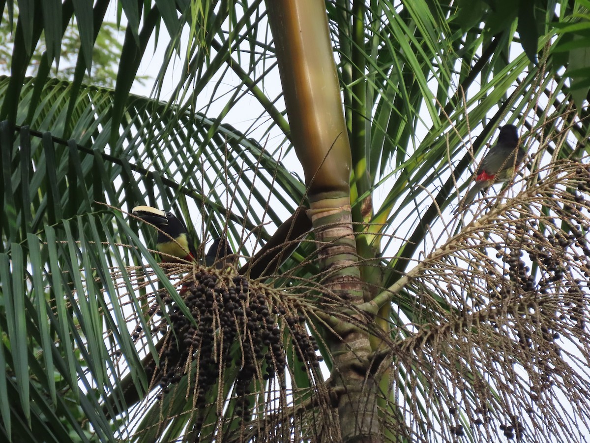 Black-necked Aracari - ML637261595