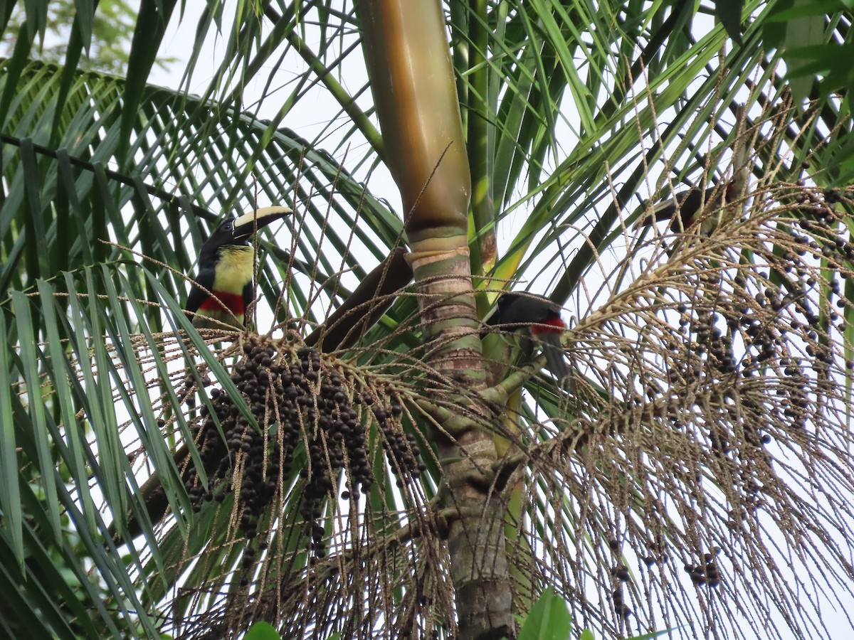 Black-necked Aracari - ML637261598