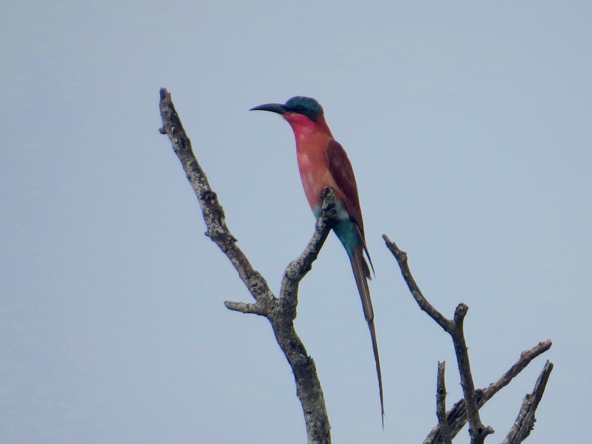 Southern Carmine Bee-eater - ML637261625