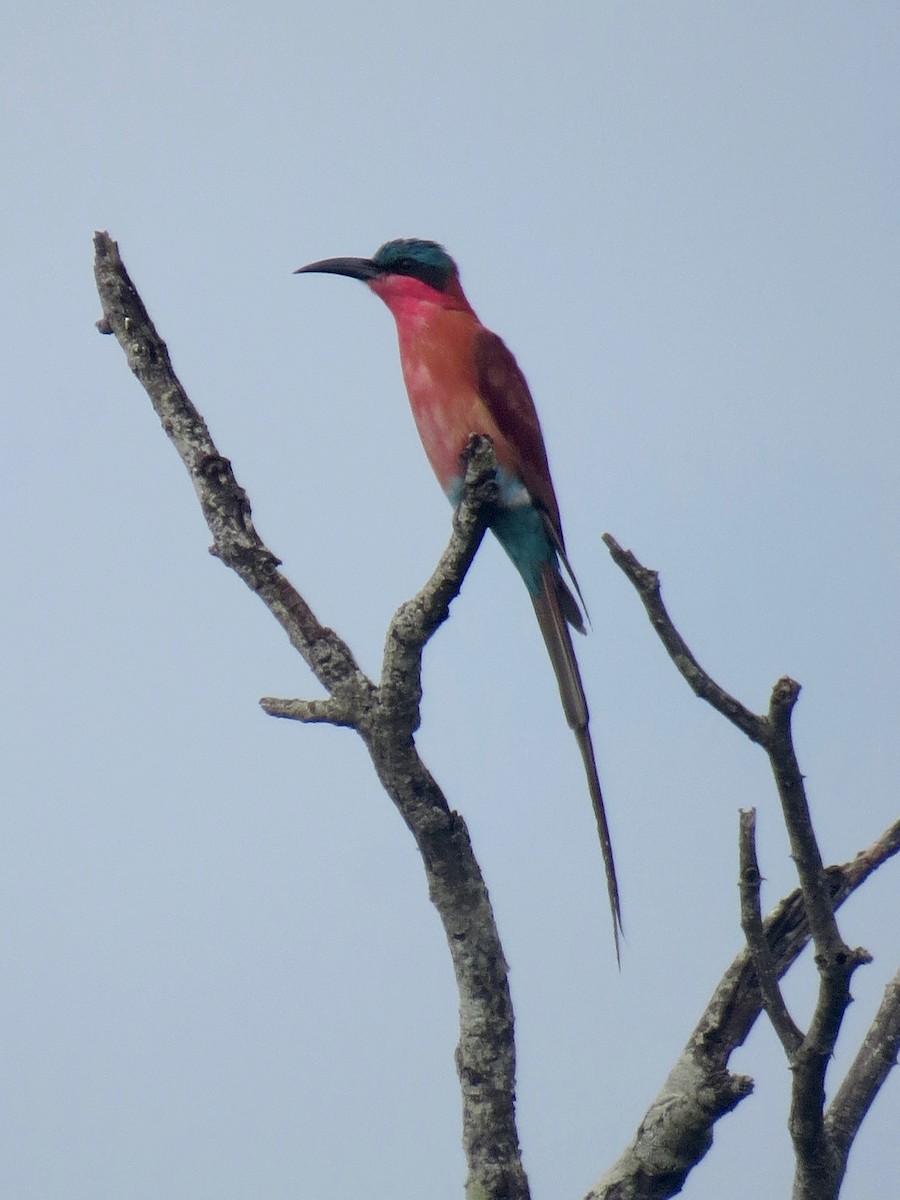 Southern Carmine Bee-eater - ML637261631