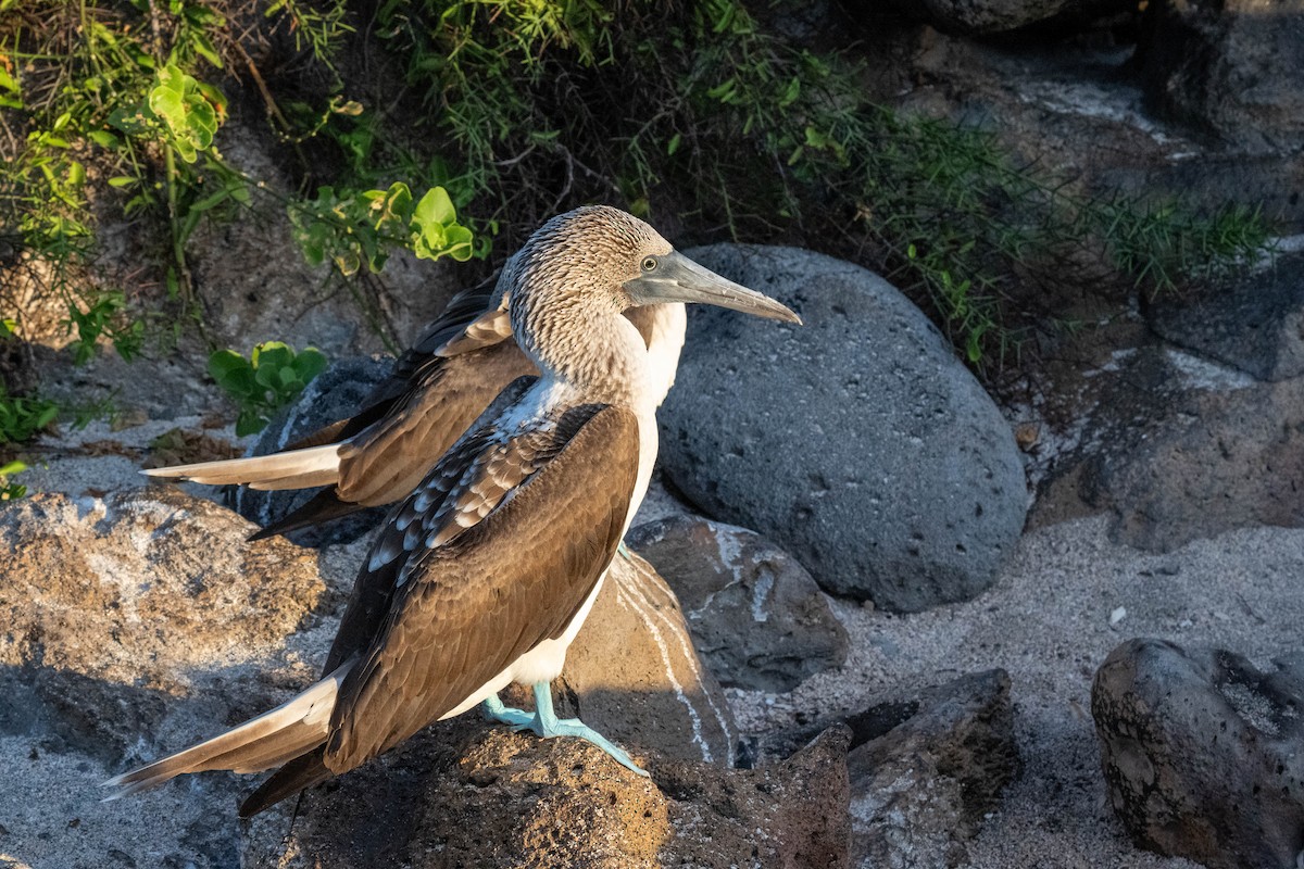 Blue-footed Booby - ML637261663