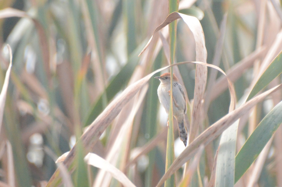 Levaillant's Cisticola - ML637261666