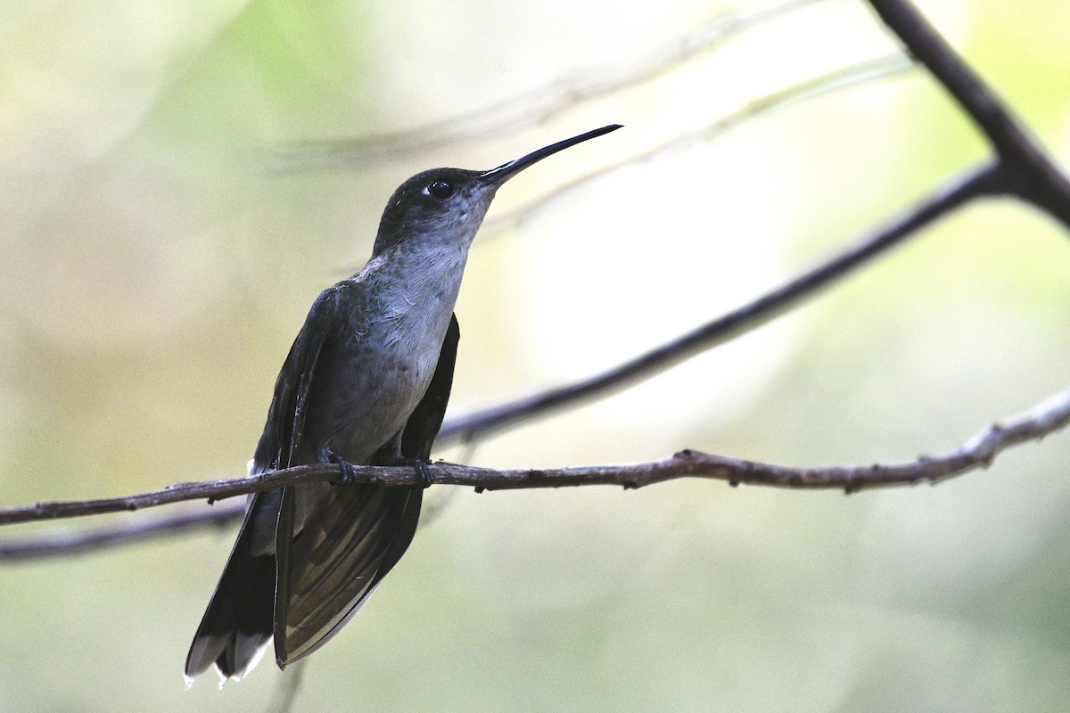 Gray-breasted Sabrewing - ML637261690
