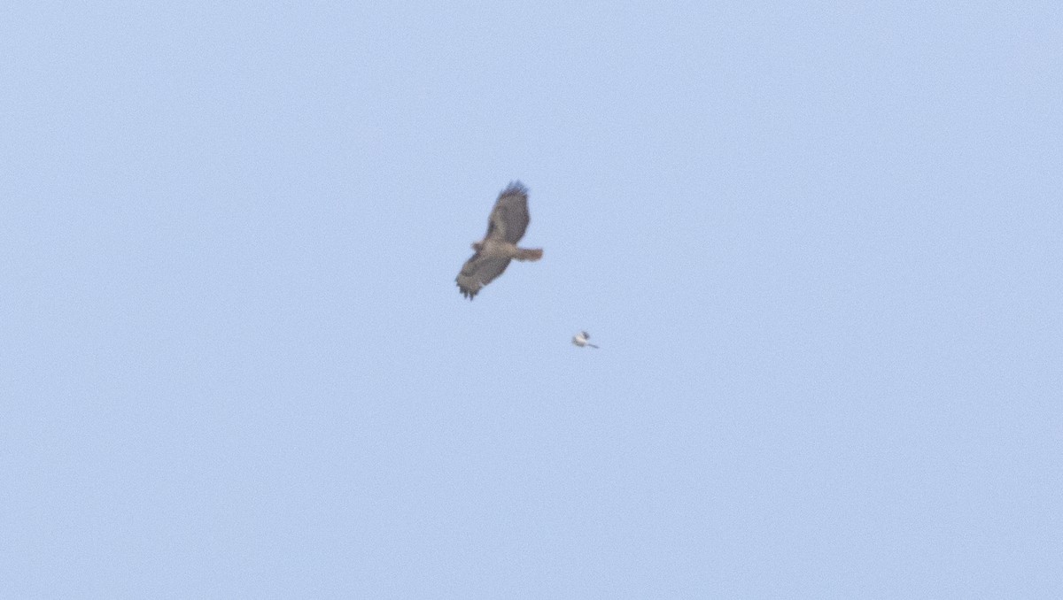Red-tailed Hawk - ML637261727