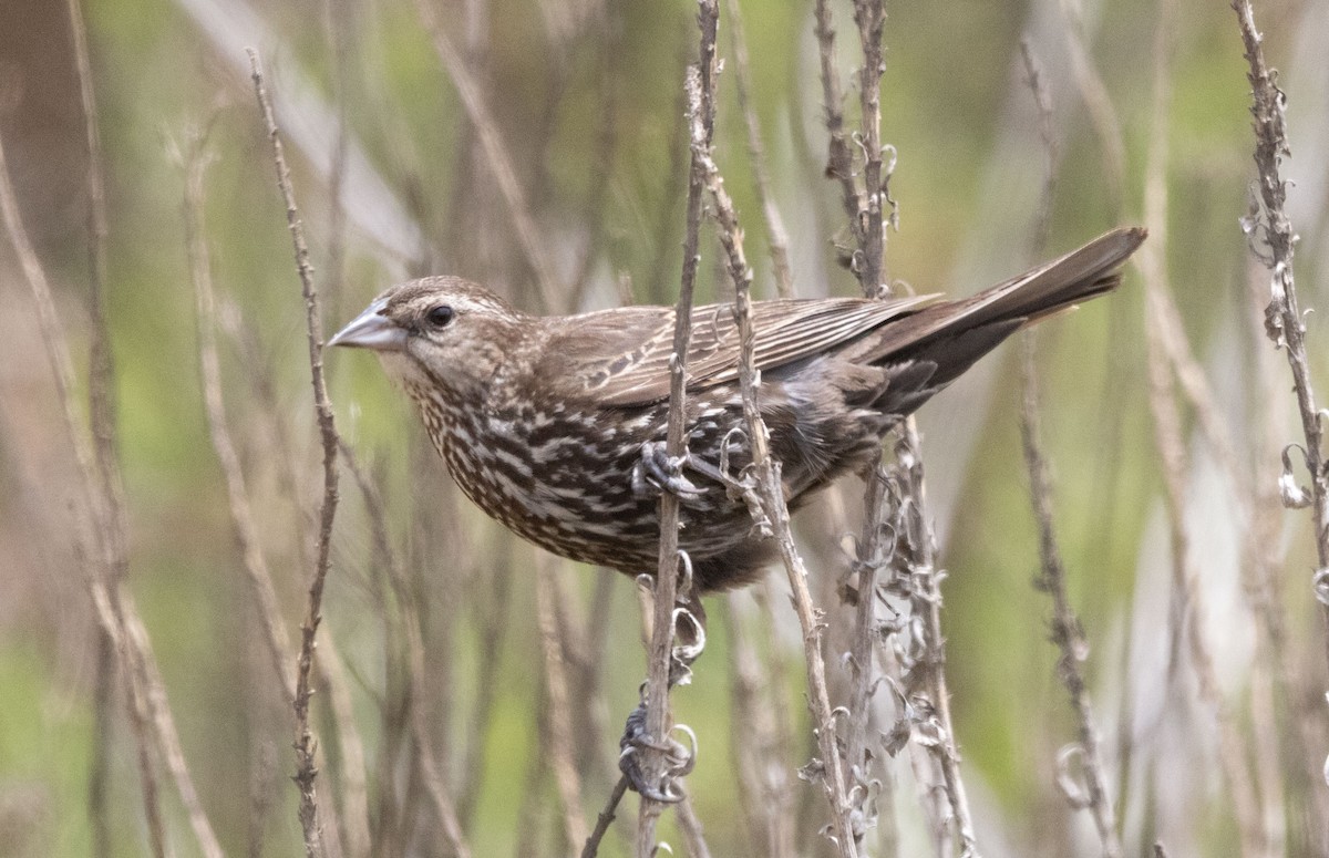 Red-winged Blackbird - ML637261864