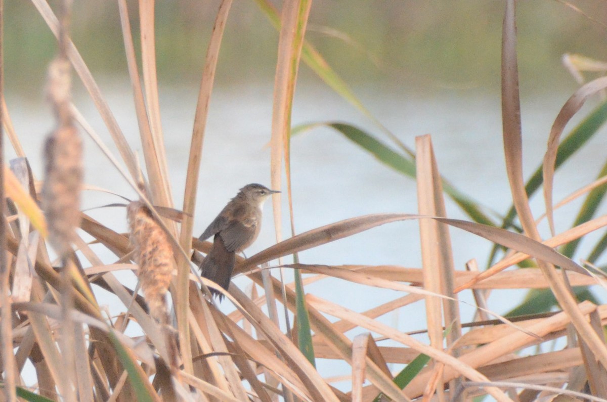 Little Rush Warbler - ML637261955
