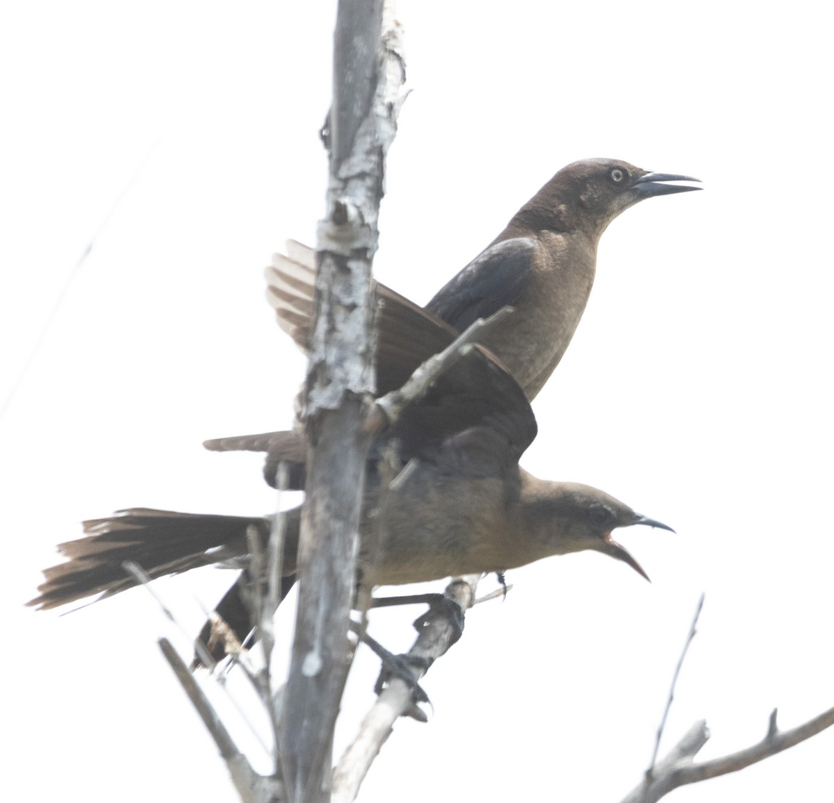 Great-tailed Grackle - ML637261957