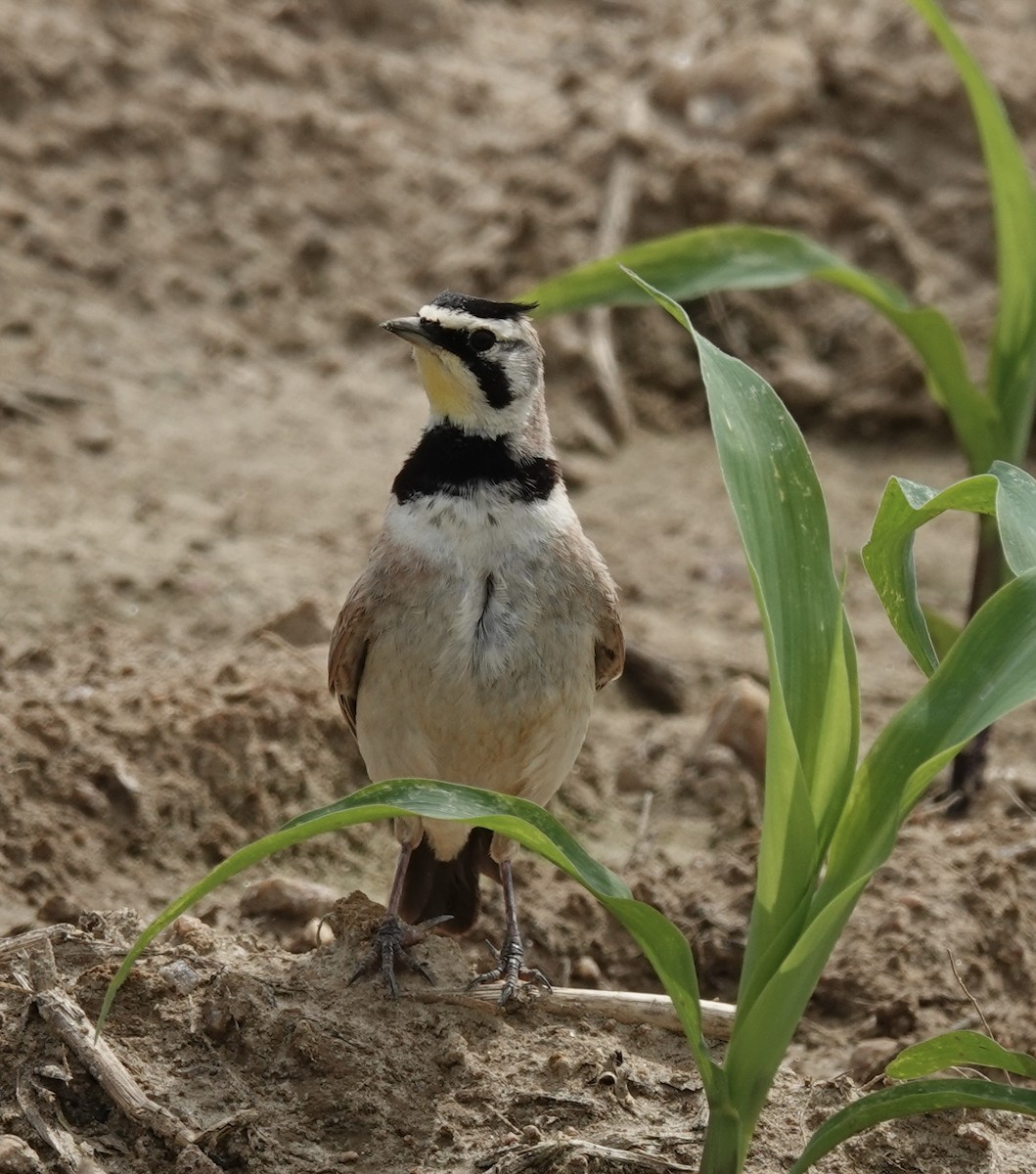 Horned Lark - ML637261962