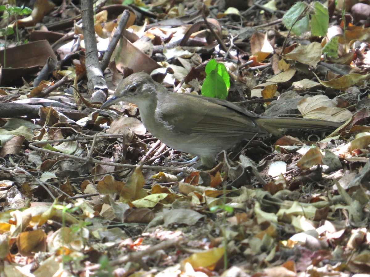 Terrestrial Brownbul - ML637261970