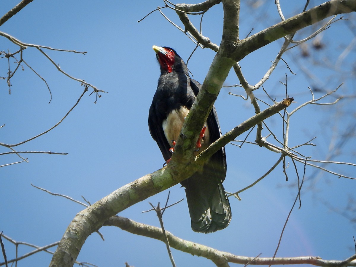 Caracara à gorge rouge - ML637261972