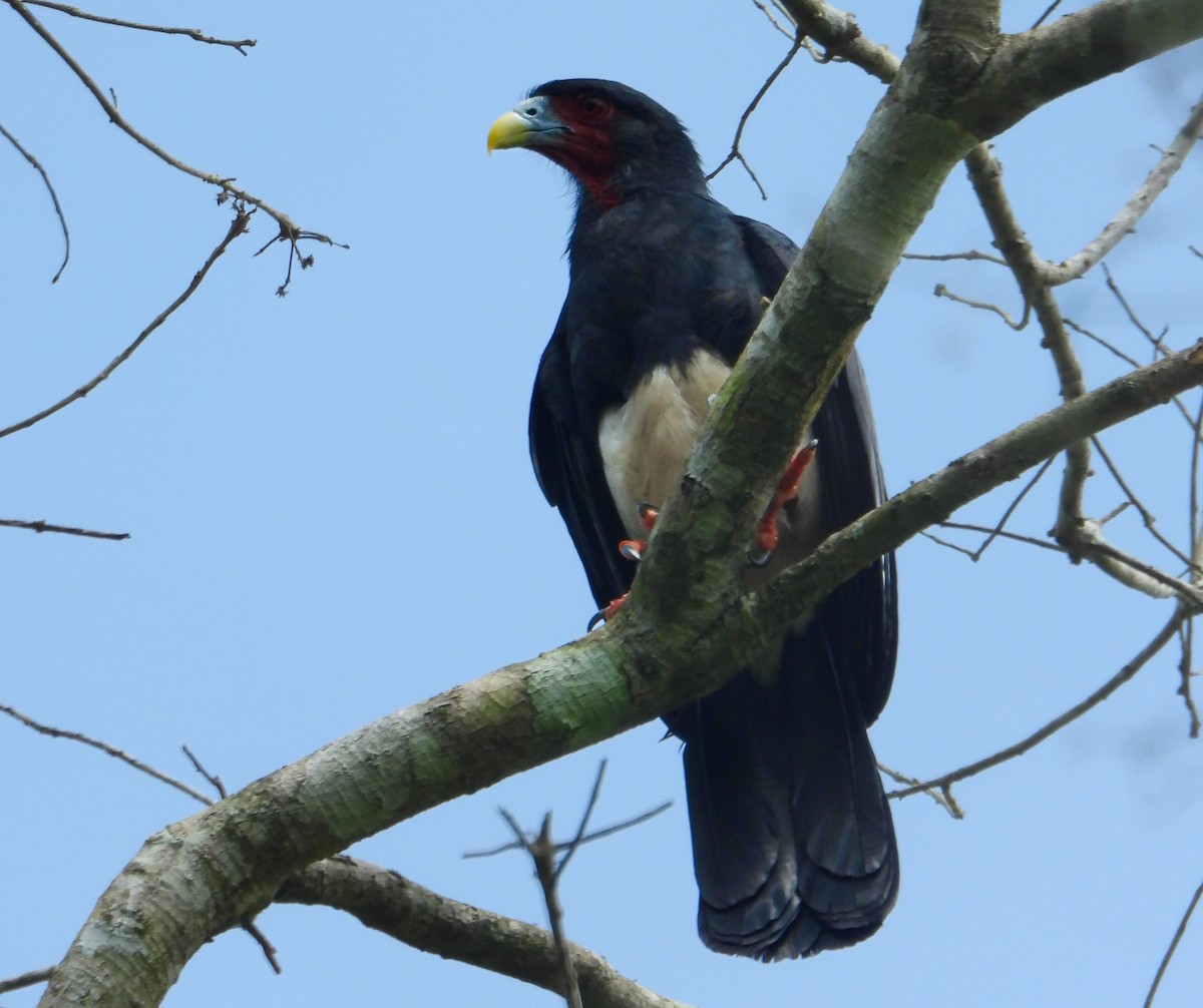 Caracara à gorge rouge - ML637261973