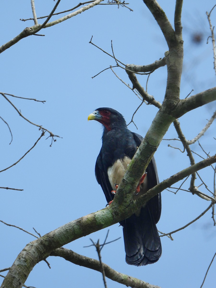 Caracara à gorge rouge - ML637261974