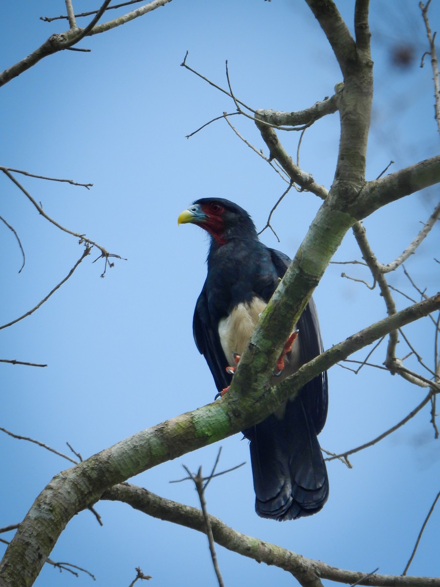 Caracara à gorge rouge - ML637261976