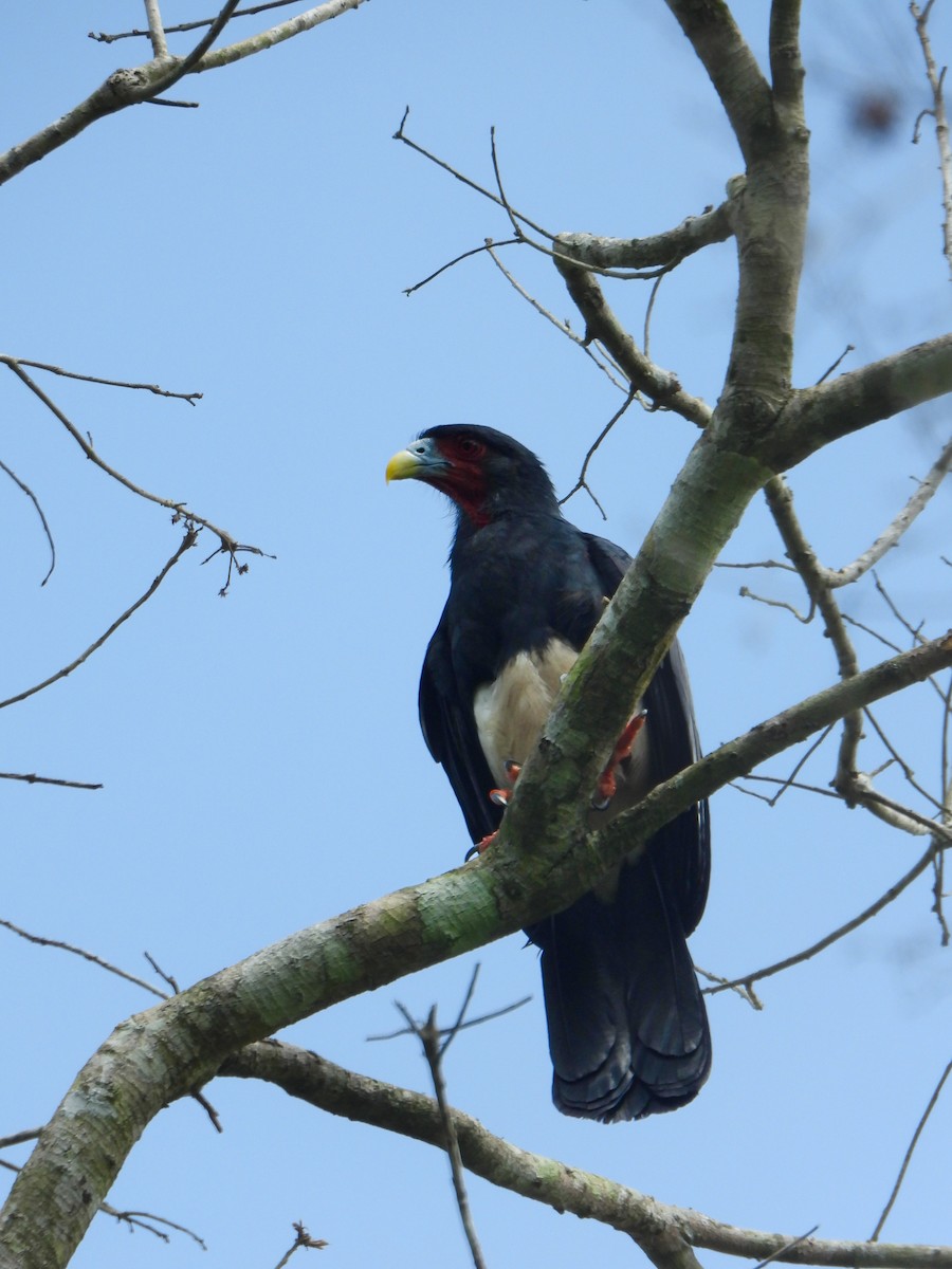 Caracara à gorge rouge - ML637261977