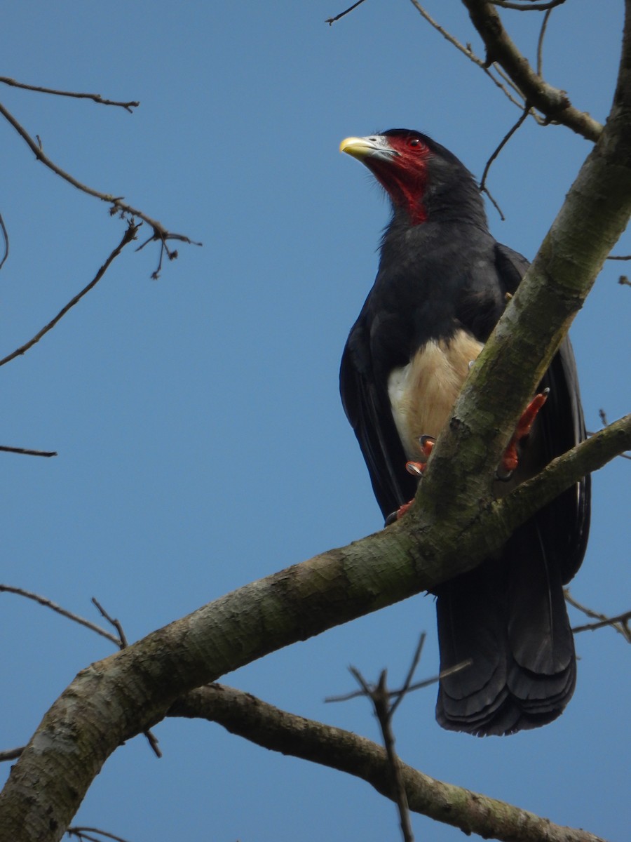 Caracara à gorge rouge - ML637261978