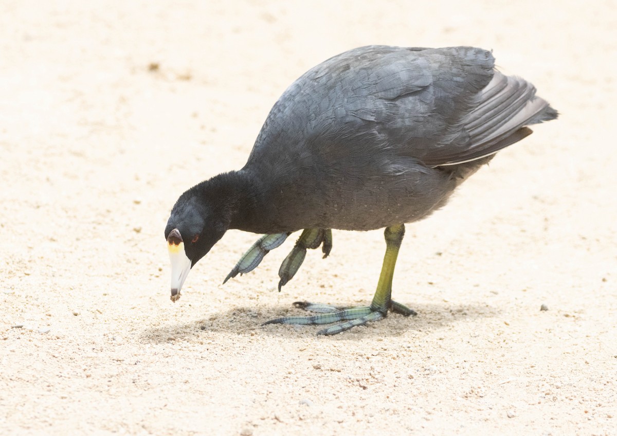 American Coot - ML637261986