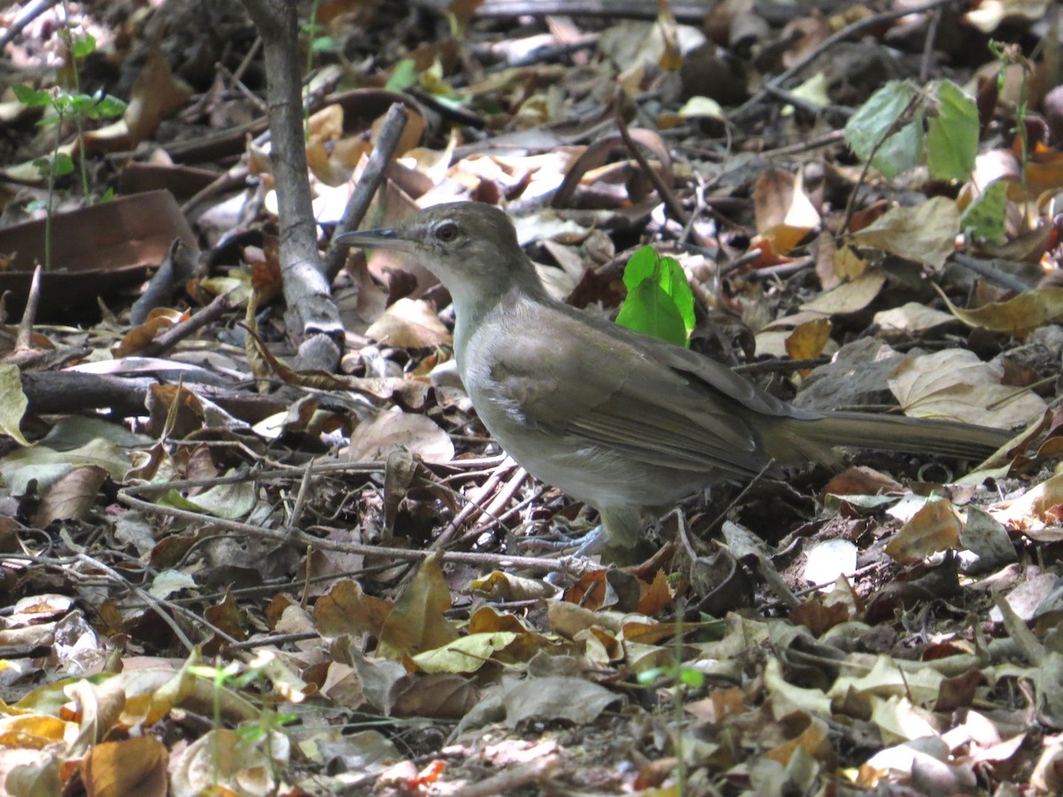 Terrestrial Brownbul - ML637261990