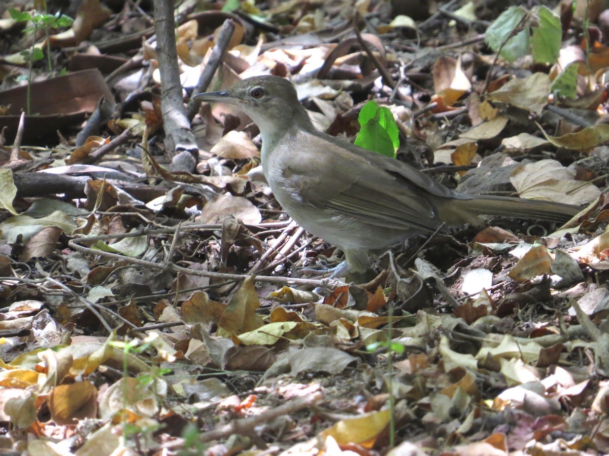 Terrestrial Brownbul - ML637262007
