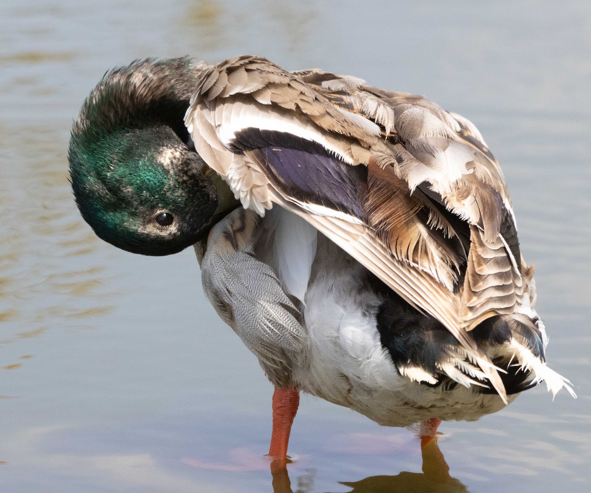 Mallard - ML637262008