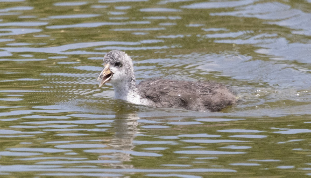 American Coot - ML637262021