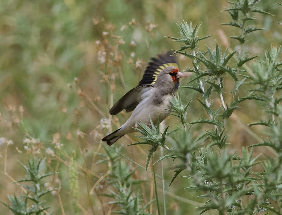 Gray-crowned Goldfinch - ML637262022