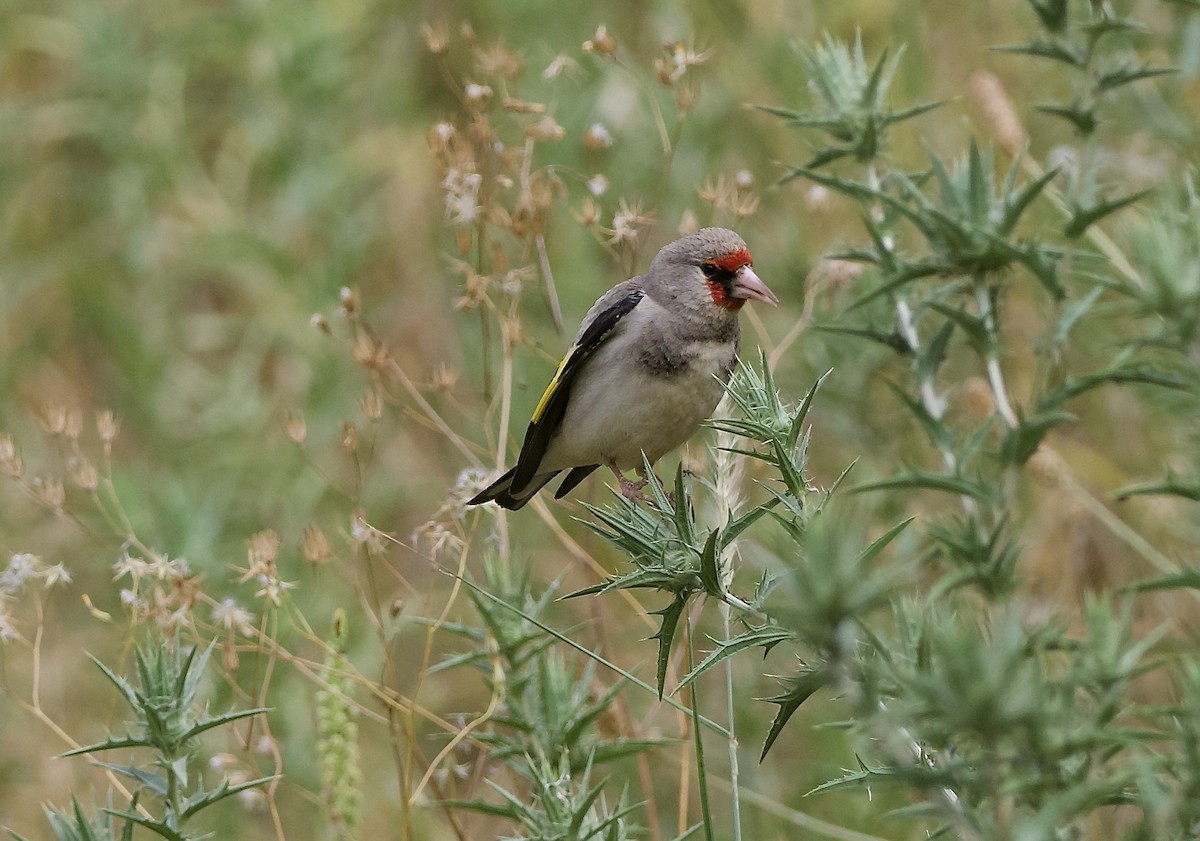 Gray-crowned Goldfinch - ML637262023
