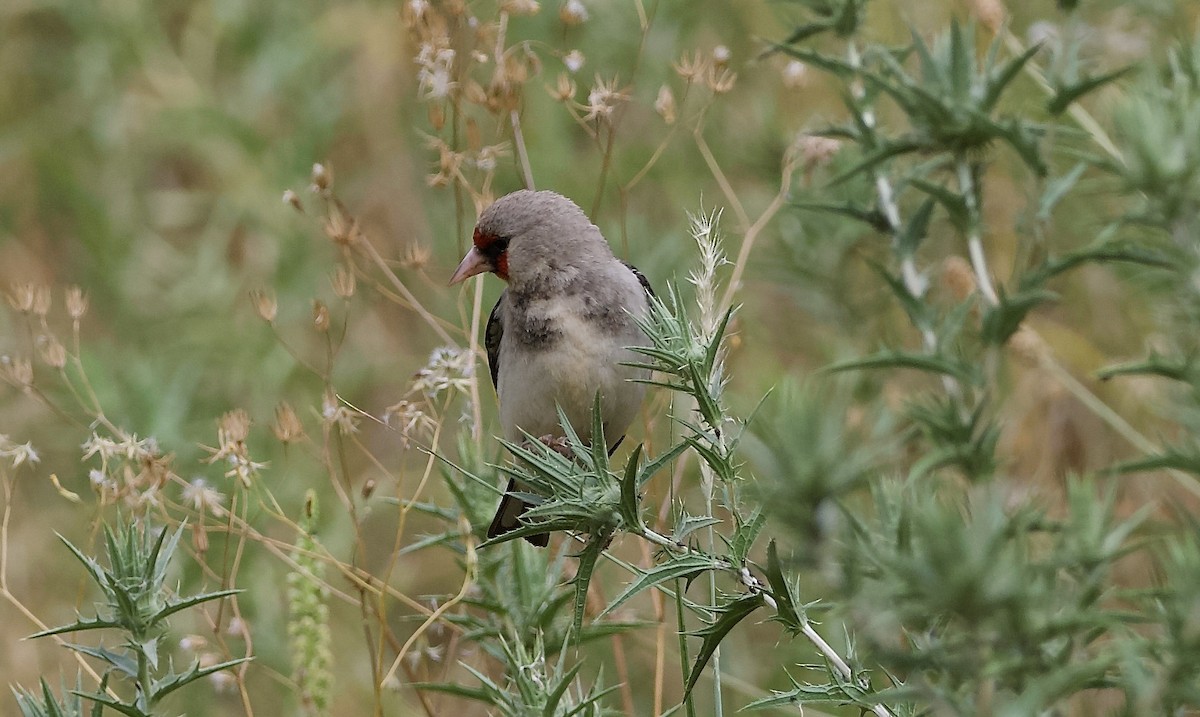 Gray-crowned Goldfinch - ML637262024