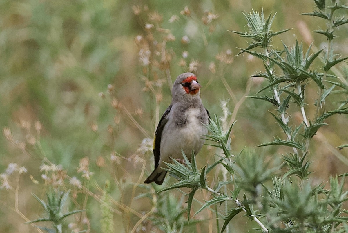 Gray-crowned Goldfinch - ML637262025