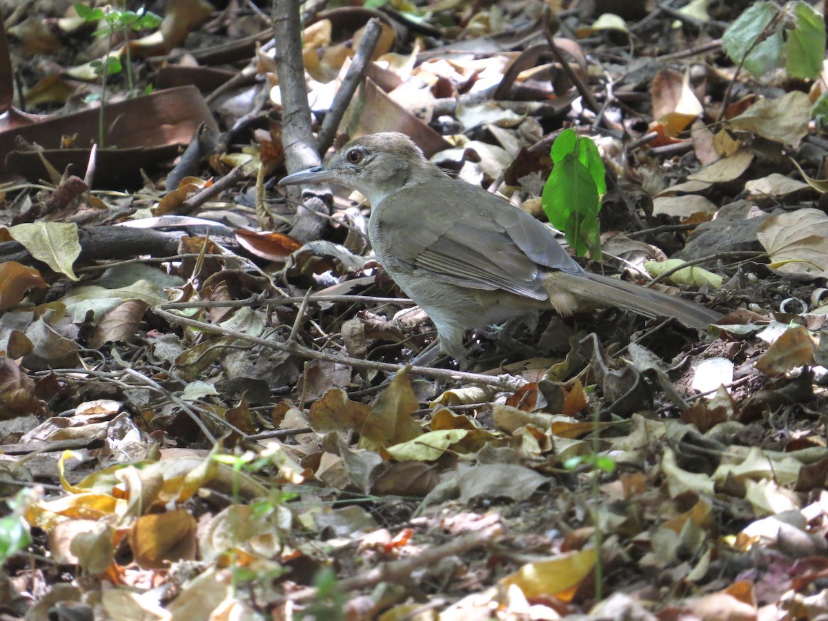 Terrestrial Brownbul - ML637262031
