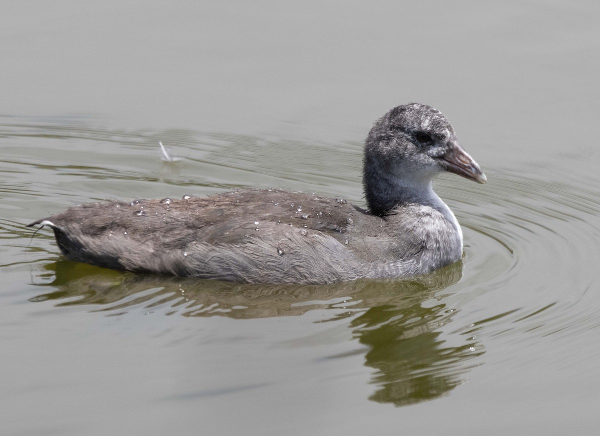 American Coot - ML637262032
