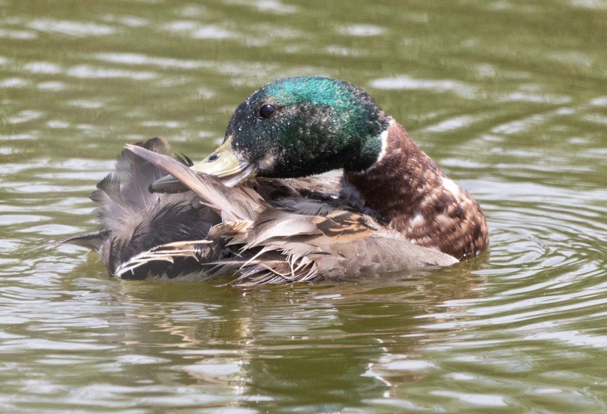 Mallard - ML637262041