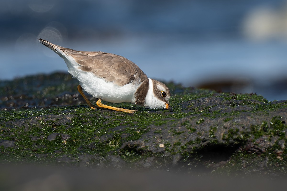 Semipalmated Plover - ML637262044