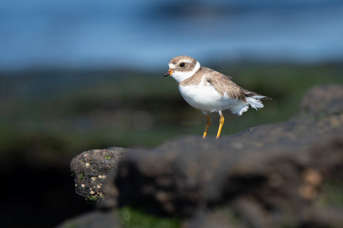 Semipalmated Plover - ML637262045