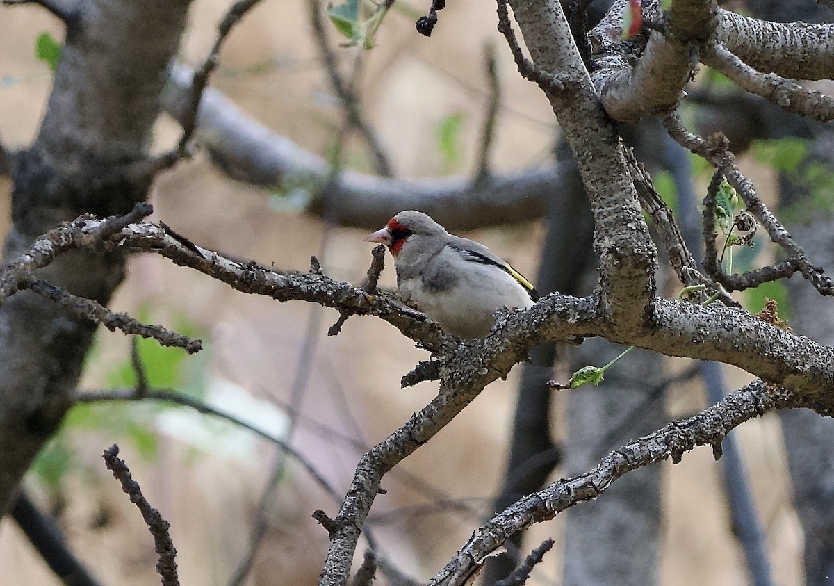 Gray-crowned Goldfinch - ML637262049