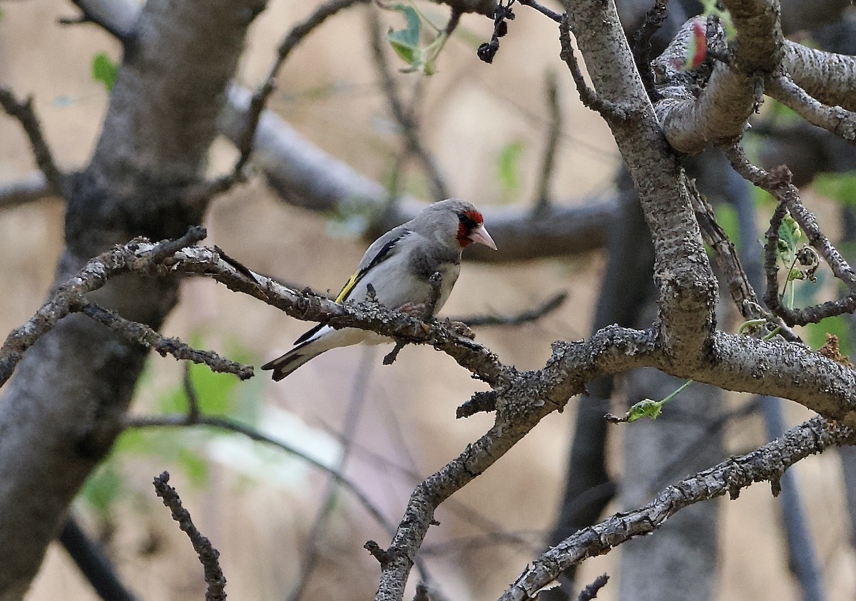 Gray-crowned Goldfinch - ML637262050